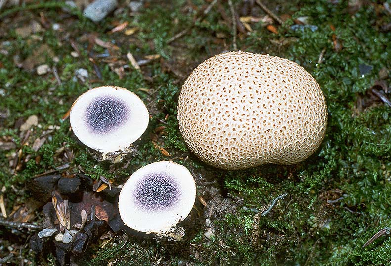 Scleroderma citrinum